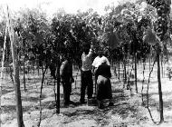 La raccolta dell'uva - '50